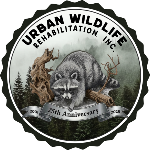 Urban Wildlife Rehabilitation, Inc.